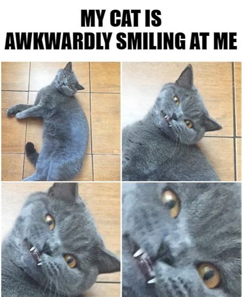 Awkward Smile Cat 9gag