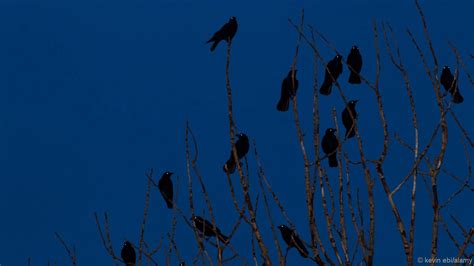 Crows Hold Funerals And Grudges Vampires