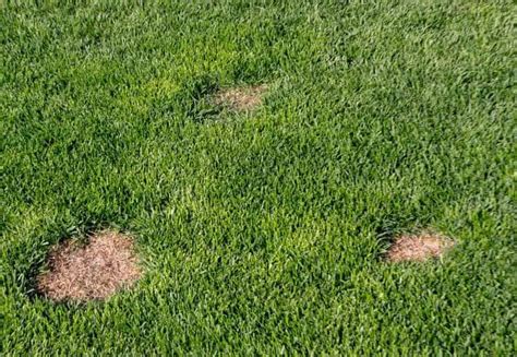 Brown Patch Fungus In Lawn 10 Steps To Keep Your Yard Healthy