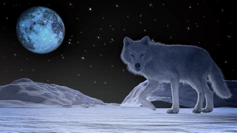 Animal Full Moon White Wolf Winter Wolf Wallpaper Resolution