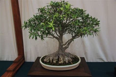 I prune it back in the fall just before moving it indoors. Five Species That Make Great Indoor Bonsai | Dengarden