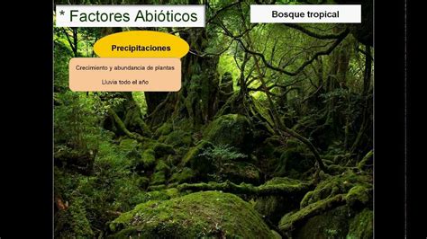 Factores Bioticos De La Selva Tropical Slingo