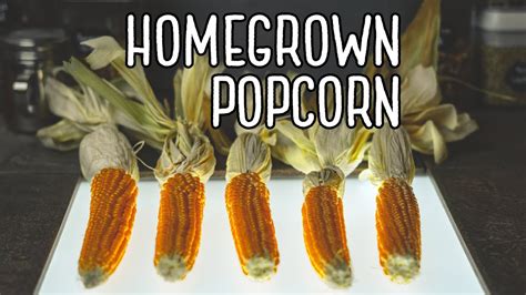 Popcorn bequem online bestellen & im markt abholen. I Grew Popcorn FROM KERNELS - YouTube