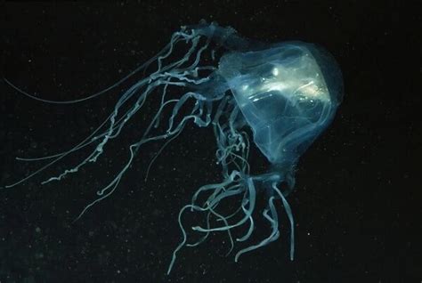 Photo Mug Of Sea Wasp Box Jellyfish Deadly With Fish In Bell