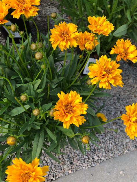 A Perennial Summer Our Best Full Sun Blooms Fairview Garden Center