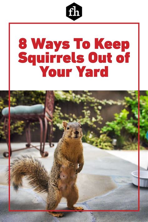 8 Ways To Keep Squirrels Out of Your Yard | Get rid of squirrels