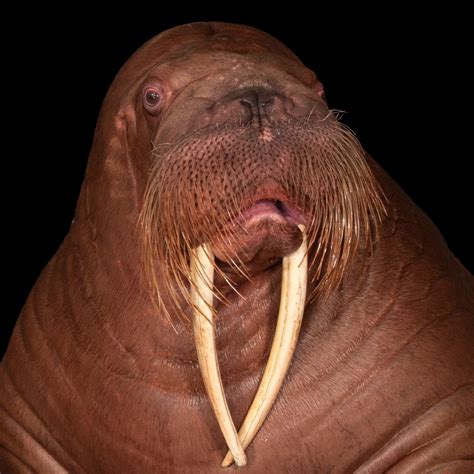 Walrus National Geographic