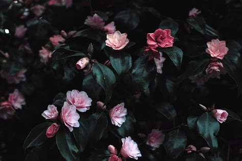 Hd Wallpaper Black Bloom Blossoms Flowers Green Leaves Petals