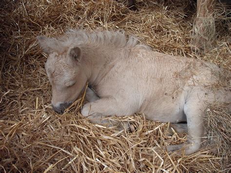 Its A Hard Lifebeing A Shetland Pony At 4 Weeks Oldjust Having Forty