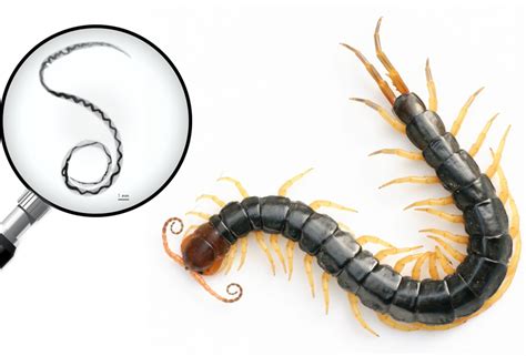 Centipedes Can Carry Rat Lungworm—just In Case You Needed A Reason Not