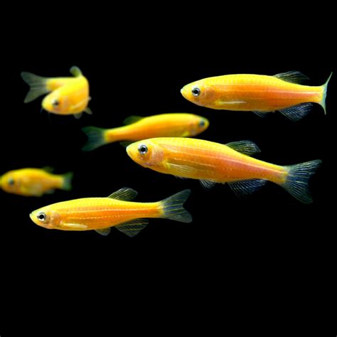 Glofish Danio Single Color Collections Glofish Llc