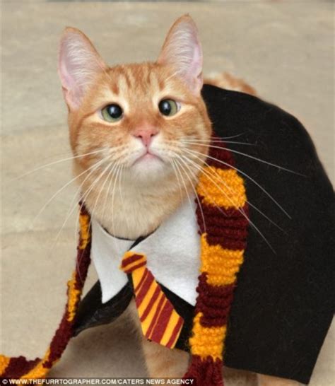 Just Crafty Enough Jarvis The Cross Eyed Cat And His Hogwarts Uniform