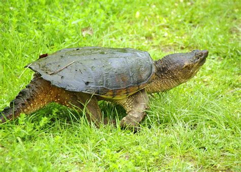 Snapping Turtle Great Swamp Nwr New Jersey By Rickynj Flickr
