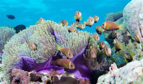 Discover Our Guide To The Maldives Red Dot Tours