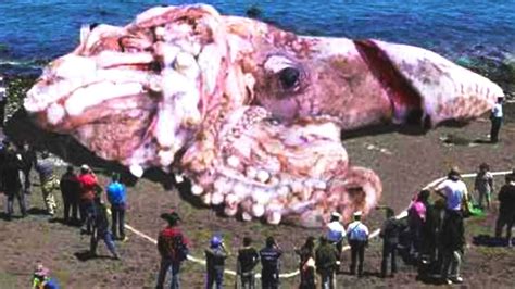 Top 108 Worlds Biggest Animals Ever Caught