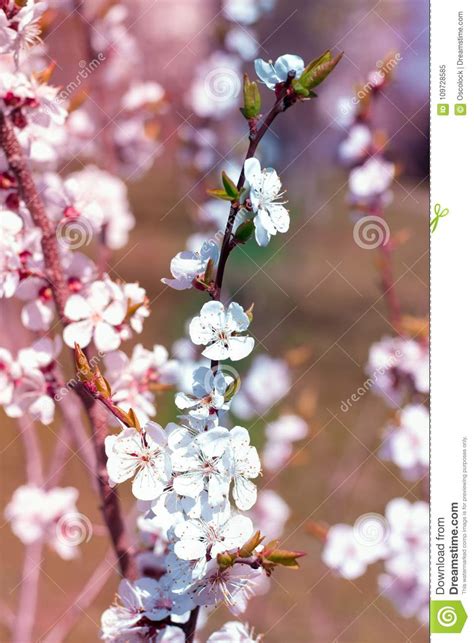 Fresh Spring Cherry Branch Blossom Close Up On Bokeh Blur Background