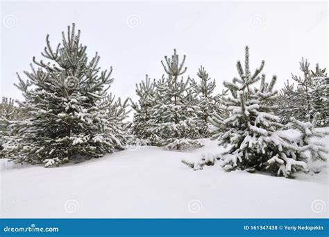 Young Snowy Spruce Trees Grow In The Forest Stock Photo Image Of