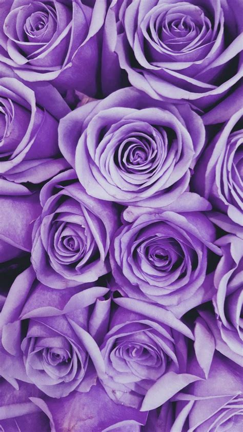 Purple Rose Wallpapers 4k Hd Purple Rose Backgrounds On Wallpaperbat