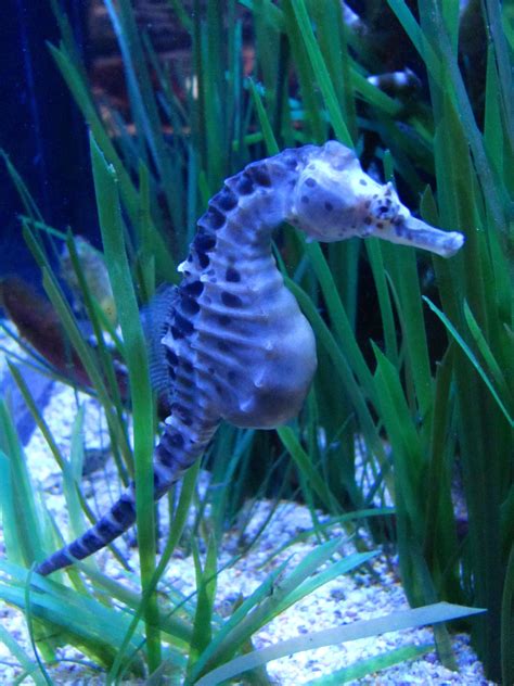 Seahorse Sea Creatures Marine Life Under The Sea