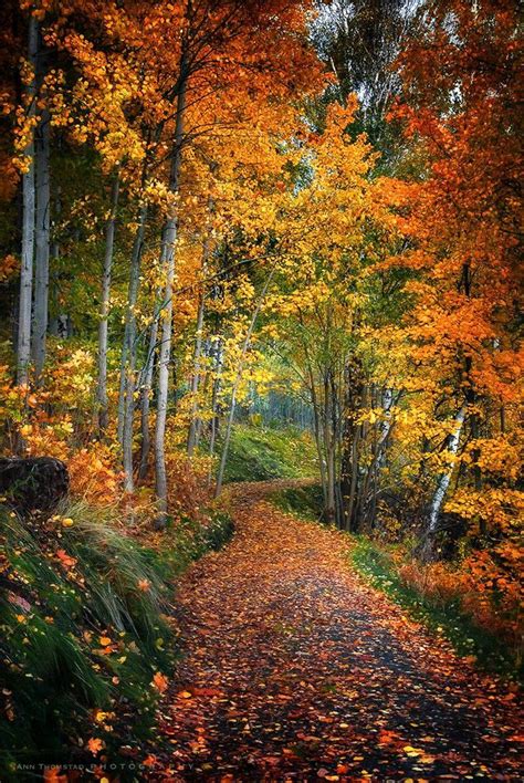 Autumn Pathway By Ann Thomstad Autumn Scenery Scenery Fall Pictures