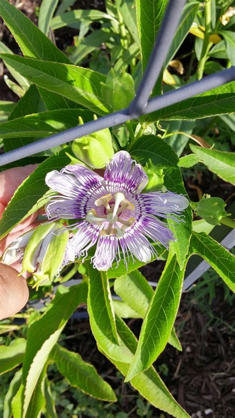 An exotic flowering vine native to southern missouri. Passifloraceae Passionflower | Native plants, Passion ...