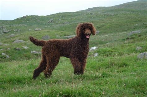 Find a poodle puppy from reputable breeders near you and nationwide. Chocolate brown standard poodle puppies 2 LEFT | Glasgow ...