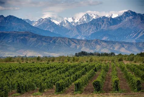 Mendoza Vineyard Argentina Cuddlynest Travel Blog