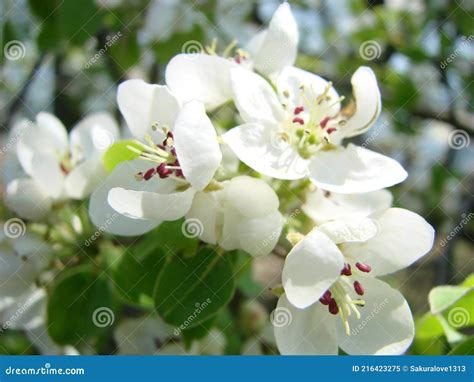 Pollinisation Des Fleurs Par Les Poires Dabeilles Les Fleurs De Poire