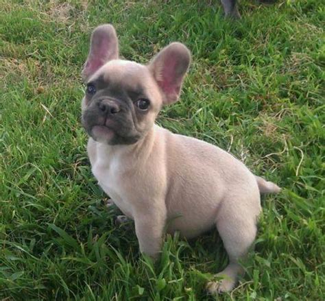 Awesome Rare Akc Blue Fawn French Bulldog Puppy Ready To Go For