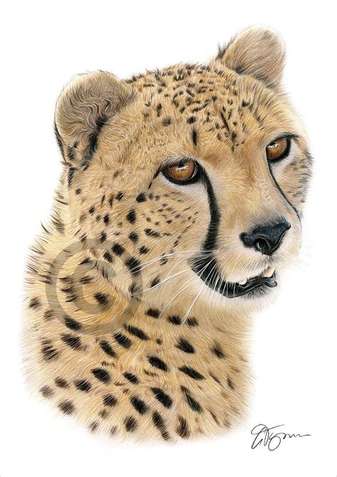 African Cheetah Color Pencil Drawing Print Big Cat Art Etsy Australia
