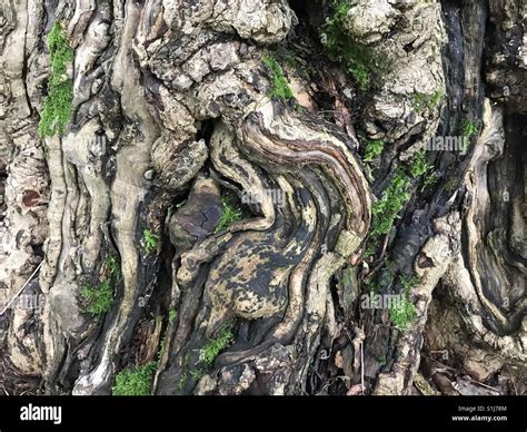 Beautiful Tree Bark Stock Photo Alamy