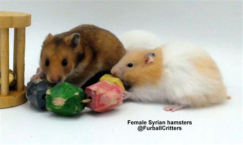 Female Syrian Hamsters11 Furball Critters