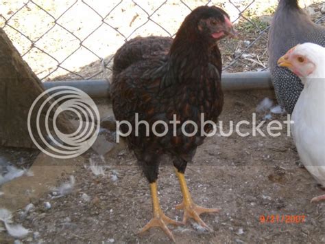 Two Blue Laced Red Wyandotte 8 Weeks Old Are They Roo Or Pullet Backyard Chickens Learn