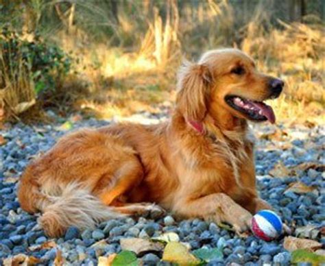Why do puppies eat rocks? Lumps and Bumps and Cysts, Oh My! What To Do When You Find ...