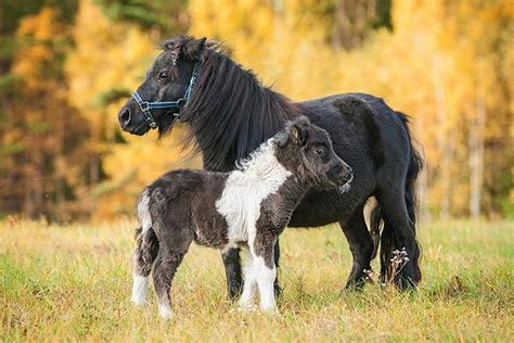 11 Interesting Facts You Didnt Know About The Shetland Pony Horse Spirit