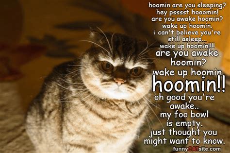 Wake Up Hooomin Funny Cat Memes Silly Cats Wake Up