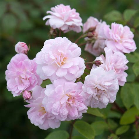 Champneys Pink Cluster Climbing Rose David Austin Roses