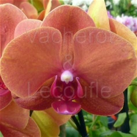 Plant database entry for orchid (phalaenopsis surf song) with 9 images, one comment, and 5 data details. Les orchidées fleuries classiques - lorchidee.fr