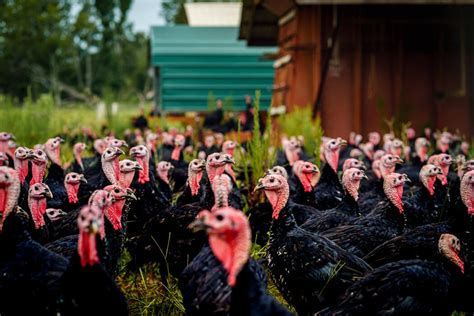 7 reasons to choose a pasture raised turkey for thanksgiving