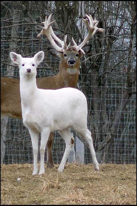 White Whitetail Deer Pet Deer Albino Deer Albino Animals
