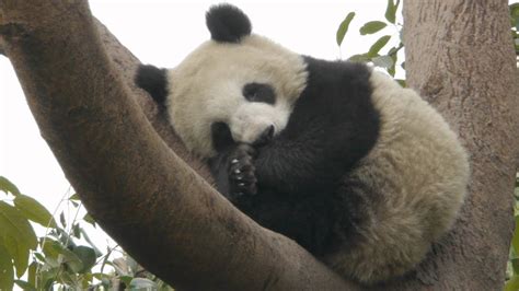 Cute Panda Sleeping Youtube