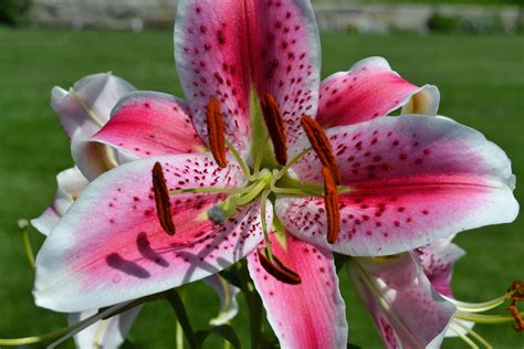 Red And White Lily Green Thumb Advice