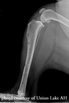 Osteosarcoma is less common in cats. Bone Cancer - Sign and Symptoms - Your Health