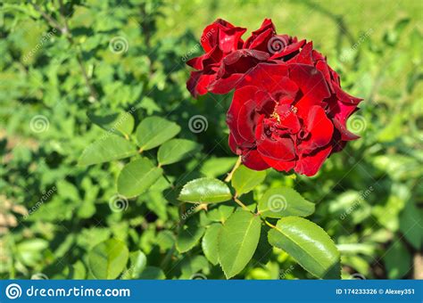 Red Flower Of A Rose Beautiful Nature Scene With Blooming Red Flower