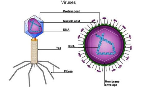 So my thought with viruses is then. Biology for Grade 11 | kullabs.com