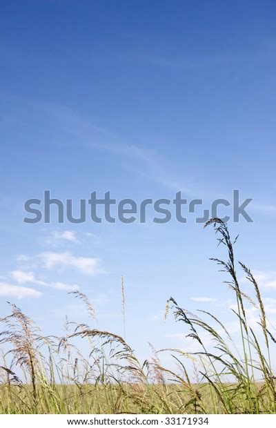 Tall Green Grass Fields Edge Summer Stock Photo Edit Now 33171934