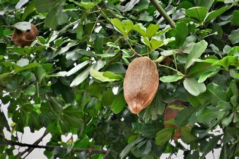 Brazil Nut Tree Lullypoell