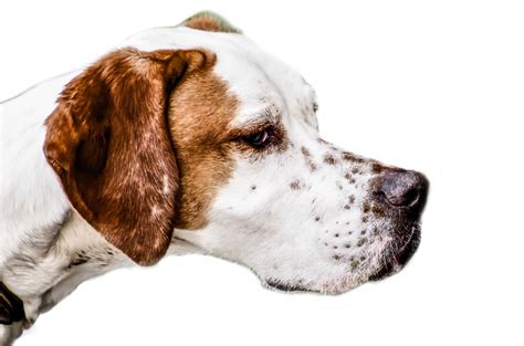 Dog Free Stock Photo Public Domain Pictures