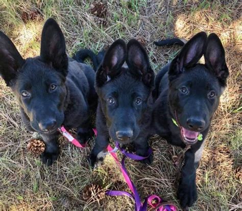 Submitted 1 day ago * by ryanrico89. Von Schwarzwald German Shepherds, German Shepherd Dog ...
