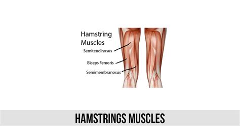 Hamstring muscles are the antagonistic muscles to the quads. Hamstrings Muscles - World Wide Lifestyles | Fitness ...